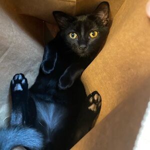 Give the Kitties a Treat! 🐾🐱